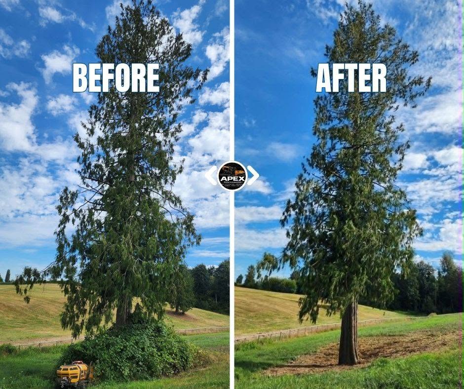 Before and after tree clearing project